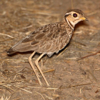 Three-banded Courser